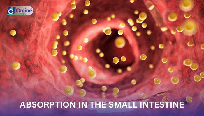Lesson 06: Absorption in the Small Intestine